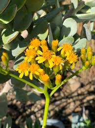 Attēlu rezultāti vaicājumam “Senecio”