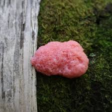 Attēlu rezultāti vaicājumam “Tubifera montana spores”