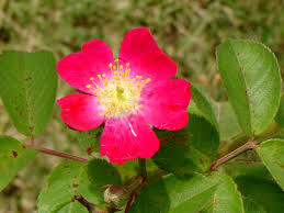 Image result for Rosengewächse