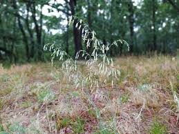 Attēlu rezultāti vaicājumam “Silene chlorantha”