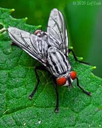Attēlu rezultāti vaicājumam “Sarcophagidae”
