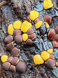 Attēlu rezultāti vaicājumam “Claustria didermoides macro”