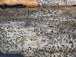 Attēlu rezultāti vaicājumam “Arthonia leucopellaea”