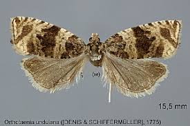 Attēlu rezultāti vaicājumam “Orthotaenia undulana”