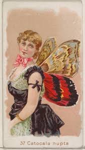 Attēlu rezultāti vaicājumam “Catocala nupta”