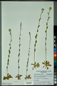 Attēlu rezultāti vaicājumam “Arabis hirsuta”