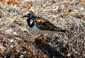 Attēlu rezultāti vaicājumam “Arenaria interpres adult”