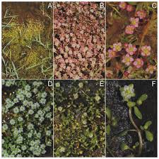 Attēlu rezultāti vaicājumam “Elatinaceae”