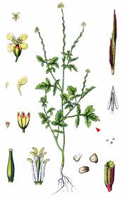 Attēlu rezultāti vaicājumam “Sisymbrium volgense”