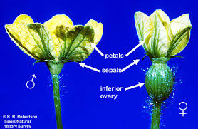 Attēlu rezultāti vaicājumam “Cucurbitaceae”