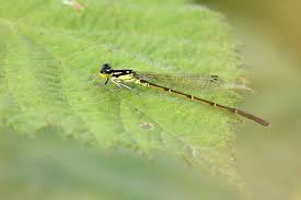 Attēlu rezultāti vaicājumam “Comatricha fragilis stalked”