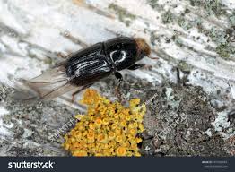 Attēlu rezultāti vaicājumam “Scolytus ratzeburgi”