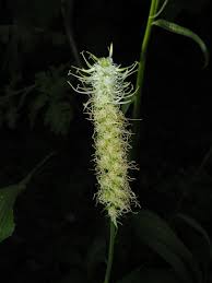 Attēlu rezultāti vaicājumam “Phyteuma spicatum bud”