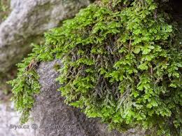 Attēlu rezultāti vaicājumam “Porella platyphylla”