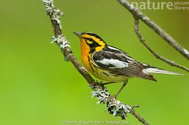 Image result for Dendroica fusca