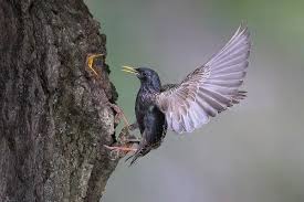 Attēlu rezultāti vaicājumam “Sturnus vulgaris nest”