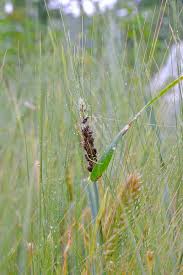 Attēlu rezultāti vaicājumam “Urocystis anemones spores”