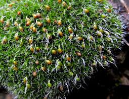 Attēlu rezultāti vaicājumam “Grimmia muehlenbeckii”