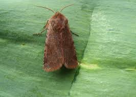 Attēlu rezultāti vaicājumam “Cerastis rubricosa”