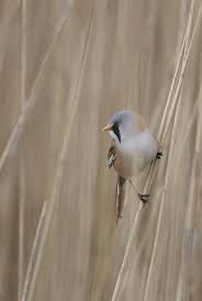 Attēlu rezultāti vaicājumam “Panurus biarmicus”