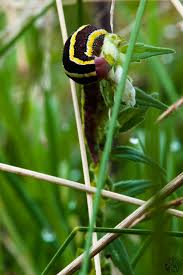 Attēlu rezultāti vaicājumam “Ceramica pisi larva”