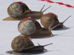 Image result for World Snail Racing Championships