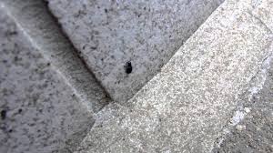 Attēlu rezultāti vaicājumam “Korynetes caeruleus”