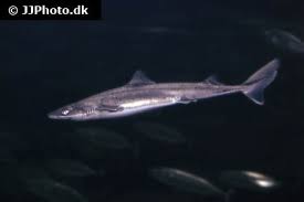 Image result for Mustelus asterias