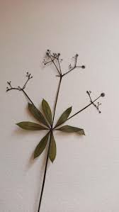 Attēlu rezultāti vaicājumam “Galium triflorum fruit”