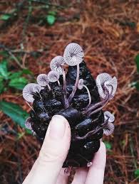 Attēlu rezultāti vaicājumam “Mycena purpureofusca”