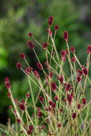 Attēlu rezultāti vaicājumam “Sanguisorba officinalis bud”