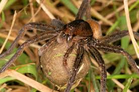 Attēlu rezultāti vaicājumam “Pisauridae”