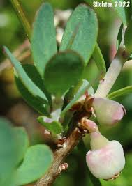 Attēlu rezultāti vaicājumam “Vaccinium uliginosum bud”
