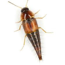 Attēlu rezultāti vaicājumam “Tachyporus sp.”