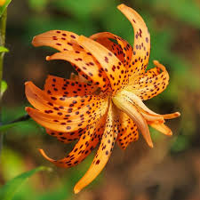 Attēlu rezultāti vaicājumam “Lilium lancifolium”