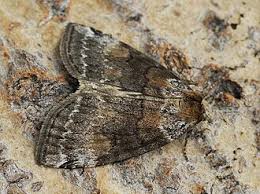 Attēlu rezultāti vaicājumam “Tetheella fluctuosa”