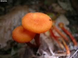 Attēlu rezultāti vaicājumam “Hygrocybe cantharellus”
