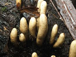 Attēlu rezultāti vaicājumam “Amaurochaete fusiformis”