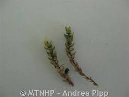 Attēlu rezultāti vaicājumam “Bryum schleicheri”