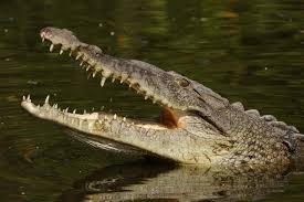 Image result for Crocodylus acutus