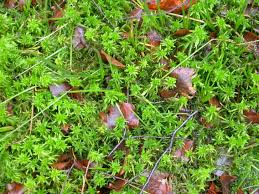 Attēlu rezultāti vaicājumam “Sphagnum fallax”