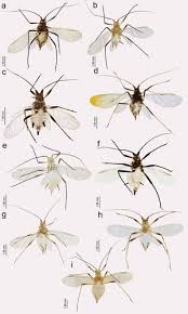 Attēlu rezultāti vaicājumam “Macrosiphoniella millefolii”