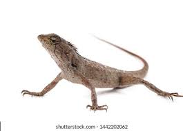 Attēlu rezultāti vaicājumam “Sauria”