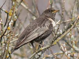 Image result for Turdus torquatus