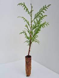 Attēlu rezultāti vaicājumam “Thuja plicata”