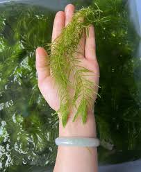 「金魚藻」的圖片搜尋結果