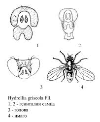 Attēlu rezultāti vaicājumam “Eilema griseola larva”