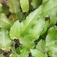 Attēlu rezultāti vaicājumam “Rumex crispus leaf”