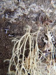 Attēlu rezultāti vaicājumam “Ramalina thrausta”