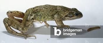 Attēlu rezultāti vaicājumam “Rana temporaria adult”